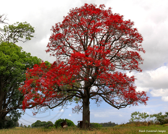 * BLACK DIAMOND IMAGES * | Brachychiton acerifolius - Illawarra Flame