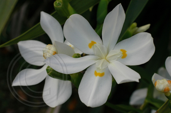 Dietes Robinsoniana