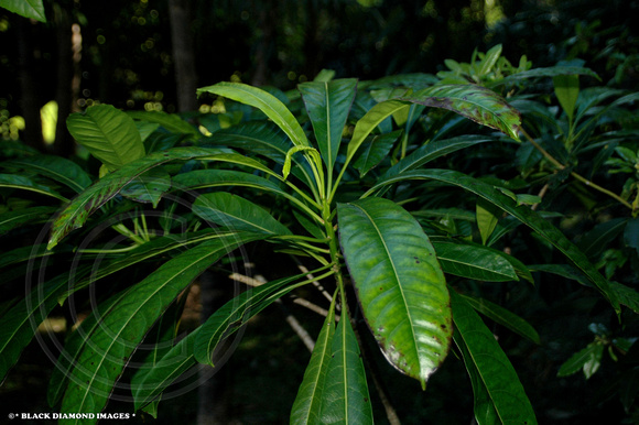 plants in rainforest. rainforest plants