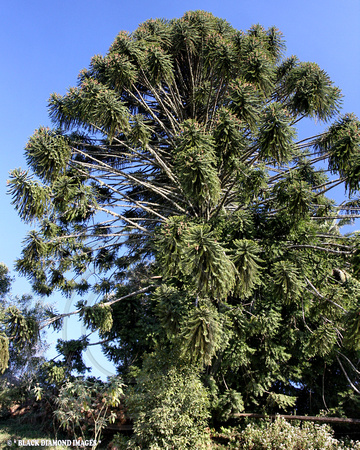 Araucaria bidwilli - Bunya Pine, Elands,NSW