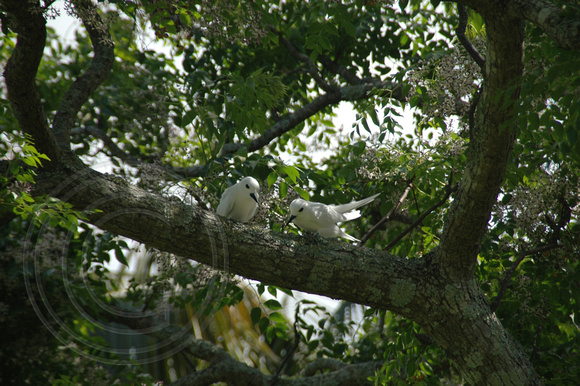 Lord Howe Island Birds