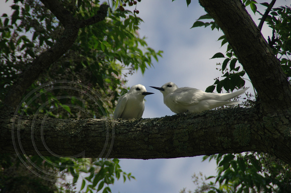 Lord Howe Island Birds