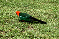 Alisterus scapularis -Australian King Parrot