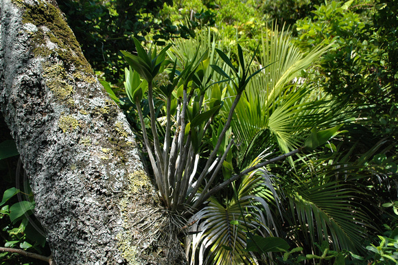Thelychiton moorei (syn Dendrobium Moorei)