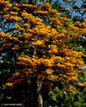 Grevillea robusta - Silky Oak