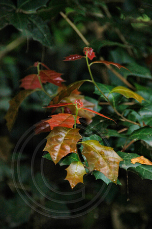 Alchornea iliciflia-Native Holly (1)