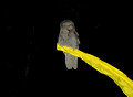 Tawney Frogmouth Owl