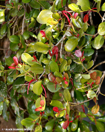 Benthamia alyxifolia-Boorganna Nature Reserve