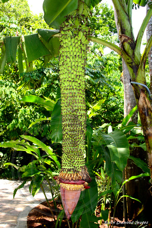 Unidentified Banana Species - Singapore Botanic Gardens, Singapore