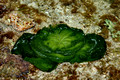 Chlorodesmis major Zanardini - Major Turtle Weed - Neds Beach,Lord Howe Island,Australia