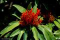 Alloxylon flammeum - Queensland Tree Waratah,Red Silky Oak