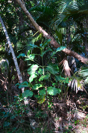 Atractocarpus stipularis ?