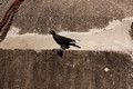 Scrawny Pigeon