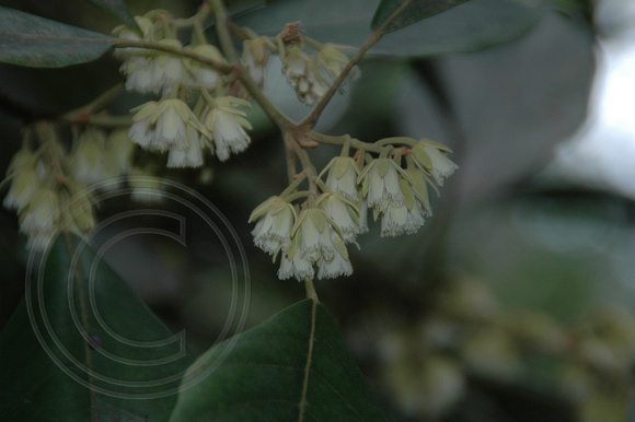 Elaeocarpus sedentarius- Minyon Quandong (4)