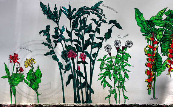 Cannaceae, Zingiberaceae, Costaceae Mural in Ginger Garden, Singapore Botanic Gardens, Singapore