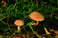 Pink Fungi52