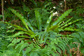 King's Rainforest Rainforest - Asplenium australasicum
