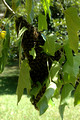 European Bees Swarming on a Candlenut Tree