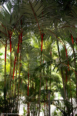 Chrystachys renda- Singapore Botanic Gardens, Singapore