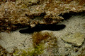 Ned' Holothuria leucospilota - Black Sea Cucumbers Beach Marine Life