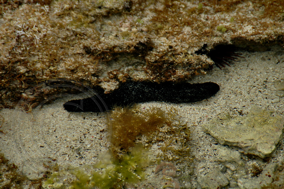 Ned' Holothuria leucospilota - Black Sea Cucumbers Beach Marine Life