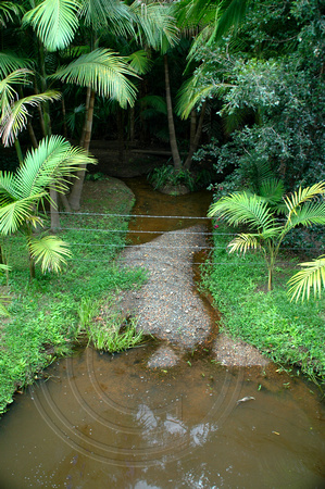 Rainforest Creek