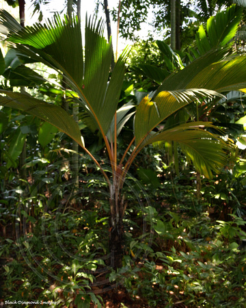 Phoenicophorium borsiglanum - Latanier Palm, Stevensonia Palm