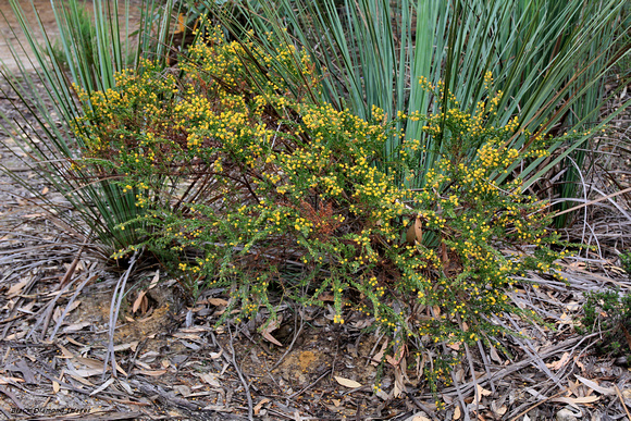 Xanthorrhoea semiplana subsp. tateana – Kangaroo Island Grass Tree or Tate’s Grass Tree, Kangaroo Island, South Australia