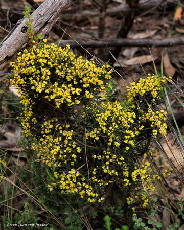 Unidentified Plant, Harvey's Return, Cape Borda, Flinders Chase National Park, Kangaroo Island, South Australia