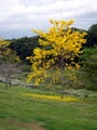Tabebuia chrysantha - Golden Trumpet Tree