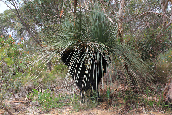 Xanthorrhoea semiplana subsp. tateana – Kangaroo Island Grass Tree or Tate’s Grass Tree, Stokes Bay Botanic Garden, Kangaroo Island