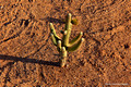 Sonoran Desert Cactus From Hot Air Balloon, Phoenix, Arizona