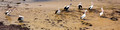 Pelicans on Kingscote Beach,  Kangaroo Island. South Australia