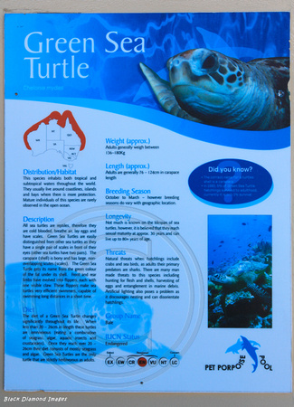 Green Sea Turtle - Interpretive Sign, Dolphin Pool, Coffs Harbour, NSW