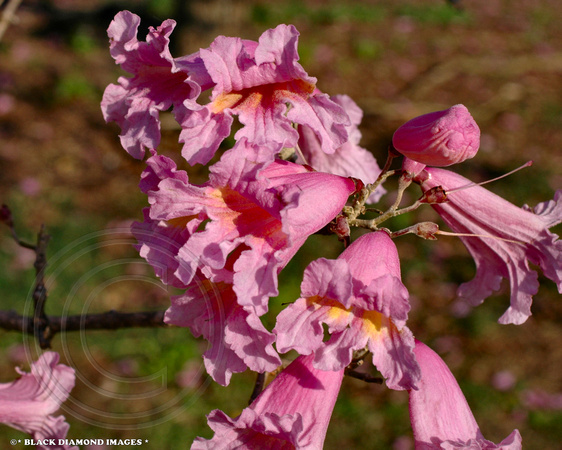 Tabebuia impetiginosa - Pink Trumpet Tree
