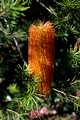 Banksia 'Giant Candles'