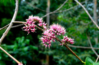 Melicope elleryana - Pink Euodia,Pink Doughwood