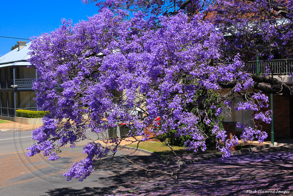 Jacaranda mimosifolia - Jacaranda, Civic Park, Singleton, NSW