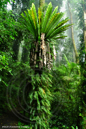 Asplenium australasicum & Microsorum scandens - Dorrigo National Park