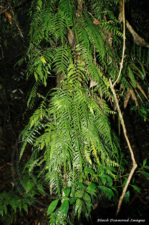 Microsorum scandens - Fragrant Fern, Dorrigo National Park
