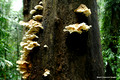 Pleurotus ostreatus - Oyster Mushroom, Dorrigo National Park
