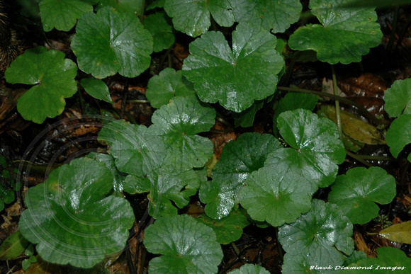 Hydrocotyle pedicellosa - Pennywort, Dorrigo National Park
