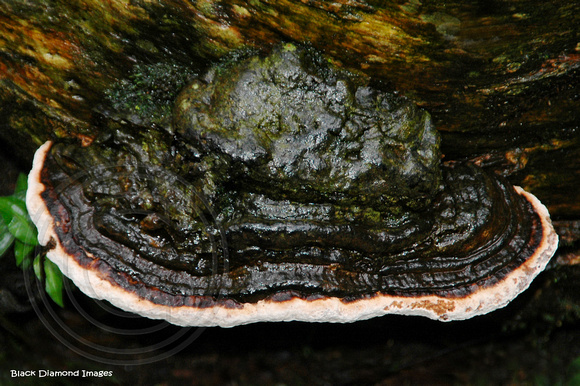 Pleurotus ostreatus - Oyster Mushroom, Dorrigo National Park