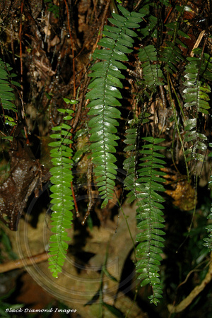 Lindsaea brachypoda - Dorrigo National Park