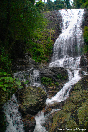 Tristania Falls, Wonga Walk, Dorrigo National Park
