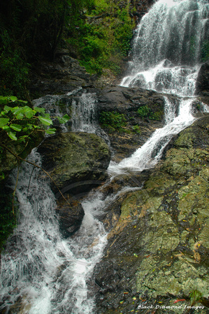 Tristania Falls, Wonga Walk, Dorrigo National Park