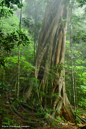 Ficus watkinsiana - Dorrigo National Park, NSW