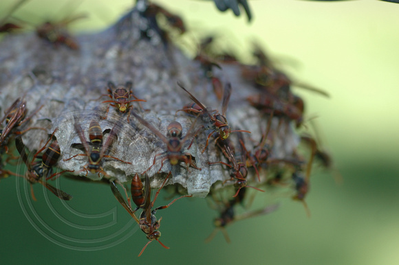 Paper Wasps Nest