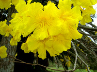 Tabebuia chrysantha -Golden Trumpet Tree