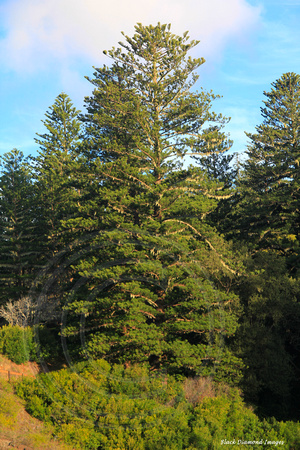 Araucaria heterophylla - Norfolk Pine - Captain Cook Lookout, Norfolk National Park, Norfolk Island